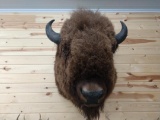 Giant Bison Buffalo Shoulder Mount 46