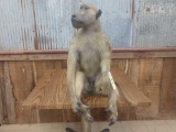 Full Body Mount African Baboon Sitting