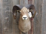 Outstanding bighorn sheep shoulder-mount