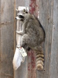 Full body mount raccoon on Driftwood hanging base