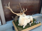 Rare life-size White Elk Has detachable horns 8' x 52