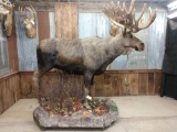 Spectacular full body mount moose