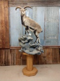 Outstanding Asian blue sheep on pedestal base