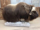 Full body mount musk ox