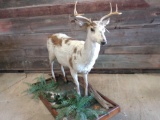 Full body mount piebald whitetail deer