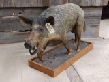 Full body mount wild boar