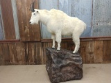 Full body mount mountain goat