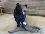 Big full body mount black bear