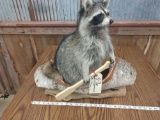 Full body mount raccoon in birch bark canoe