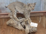 Full body mount Bobcat on driftwood base