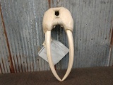 Outstanding Walrus Mask Ivory Tusks