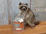 Full body mount raccoon raiding a minnow bucket