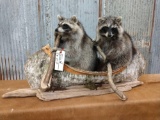 2 full body mount raccoons in a birch bark canoe