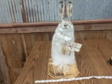 Full body mount snowshoe hare (Rabbit )
