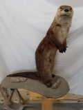 Full Body Mount Standing Otter