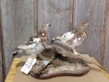 Pair of full body mount ptarmigans