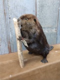 Big FAT full body mount beaver chewing on a stick