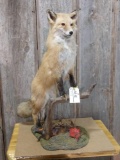 Full body mount red fox