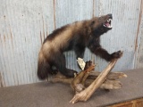 Full body mount wolverine on Driftwood base
