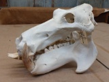 Full hippo skull