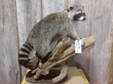 Nice full body mount raccoon