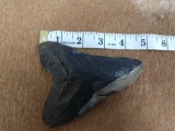 Large fossilized megalodon shark tooth