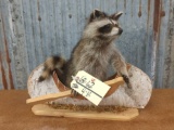 Full body mount juvenile raccoon in birch bark canoe