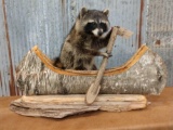 Full body mount raccoon in a birch bark canoe