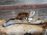 Full body mount otter on Driftwood base