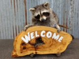 Full body mount raccoon holding welcome sign