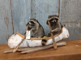 Two full body mount raccoons in a birch bark canoe