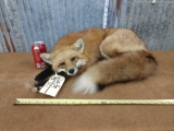 Beautiful full body mount red fox