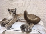 Juvenile Mountain Lion Full Body Mount Laying Pose