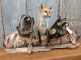 Two full body mount raccoons and a red fox in a birch bark canoe