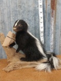 Full body mount baby skunk on Driftwood base