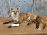 Full body mount red fox laying down
