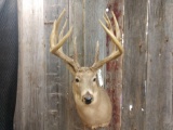 Mid 170 Class Whitetail Shoulder Mount