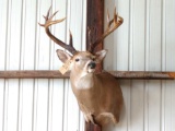 5 x 5 Whitetail shoulder-mount