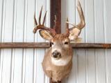 6 x 5 Whitetail shoulder-mount