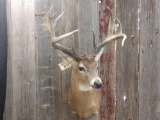 4x4 Shoulder Mount Whitetail