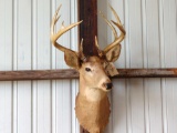 5 x 5 Whitetail shoulder-mount