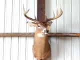 6 x 5 shoulder Mount Whitetail