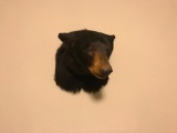 Black bear shoulder mount, excellent condition
