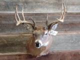 Mainframe 5 x 5 shoulder Mount Whitetail