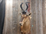 African Hartebeest Shoulder Mount