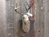 Antique handmade shoulder-mount Whitetail form