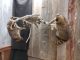 Family of raccoons in a tree