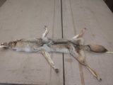 Nice tanned coyote pelt with feet and ears