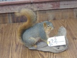 Full Body Mount Red Squirrel