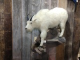 Full body mount mountain goat